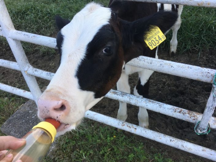 哺乳瓶で乳を飲む子牛