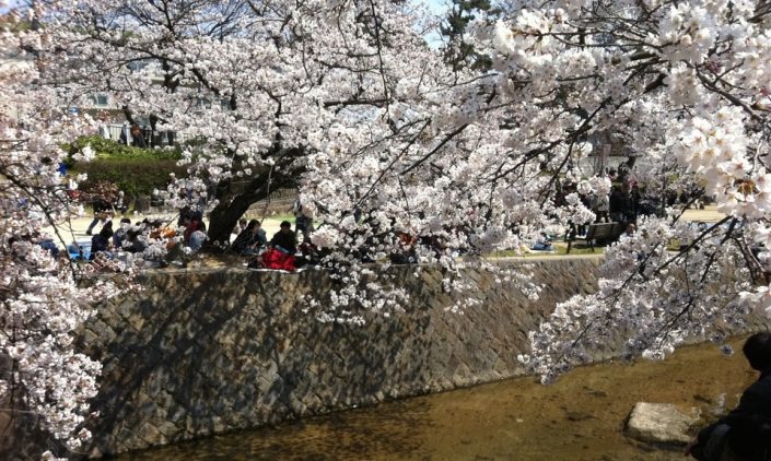 夙川の桜