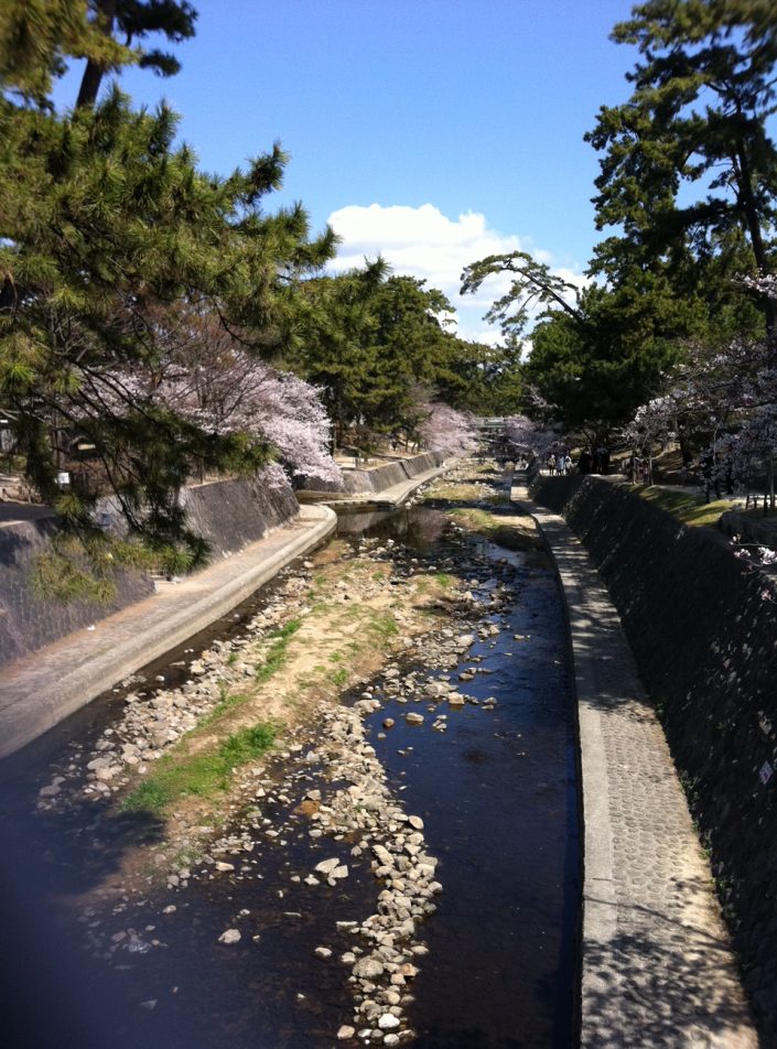 夙川の春